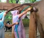 thailande Déboucher un éléphant constipé