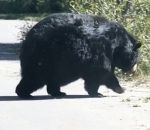 obese Ours obèse (Yellowstone)