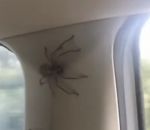 panique Une araignée dans une voiture