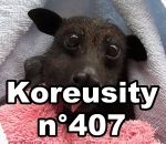 compilation novembre Koreusity n°407