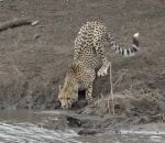 guepard attaque Un crocodile attrape un guépard