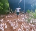 poulet attaque guerre Mener ses poulets au combat !