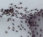 invasion Deux familles d'araignées dans une chambre