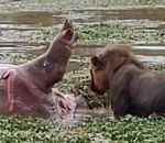 mort Un hippopotame mort pète à la gueule d'un lion