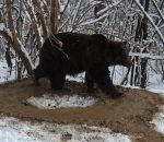 zoo traumatisme Une ourse traumatisée tourne en rond