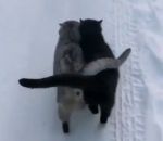 mignon Un cat-cat dans la neige