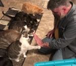 chat discipline Nourrir des chats disciplinés