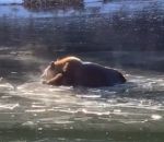 gel Un ours bloqué dans un lac gelé