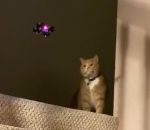 chat coup Chat vs Mini drone