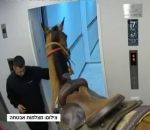 ascenseur Un cheval dans un ascenseur