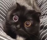 dilatation Chat aux yeux hypnotiques