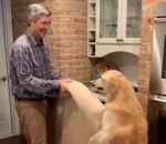 aider Une chienne donne un coup de patte à son maître