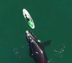 paddleboard pouse Une baleine pousse un paddleboard