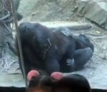 fellation Fellation entre gorilles dans un zoo