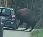 parc Un bison se coince la tête dans une voiture