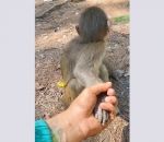 singe main Un petit singe confus