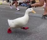 courir Un canard au marathon de New York