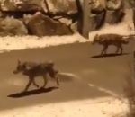 loup Une meute de loups à Modane (Savoie)