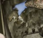morsure Sauvetage d'un écureuil dans une cheminée