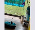 aspirateur Un Roombat joue avec un chaton
