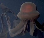 meduse Une méduse fantôme géante