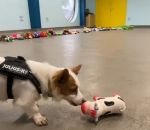jouet Les chiens d'un refuge choisissent leur cadeau de Noël