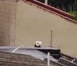 chien Drôle de chien sur un toit