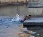 attaque Un cygne attaque un jeune homme aux jardins de la Fontaine à Nîmes