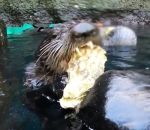 zoo loutre manger Des loutres de mer dégustent des huitres