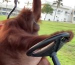 singe orang-outan Un orang-outan conduit une golfette
