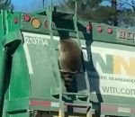 camion-poubelle laveur Un raton laveur fait une balade en camion-poubelle