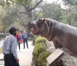 zoo Un hippopotame essaie de sortir de son enclos