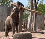 zoo bale Un éléphant équilibriste