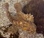 pieuvre Pieuvre géante vs Sous-marin