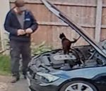 fermer Un chat aide un homme à réparer sa voiture