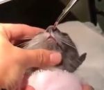 veterinaire Un chaton avec une larve dans le nez