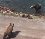 attaque ours Élan vs Grizzly