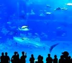 faceplant Mort d'un thon dans l'Aquarium Churaumi d'Okinawa
