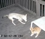 coyote attaque Un coyote attaque un chat