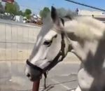 fuite Un cheval en fuite à Montfermeil (Seine-Saint-Denis)