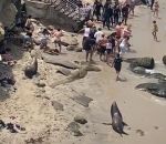 repousser plage Lions de mer vs Touristes 