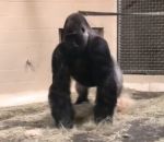 gorille Un gorille fait une entrée stylée