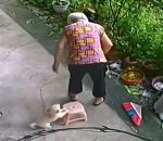 aider Un chiot aide une grand-mère à s'assoir
