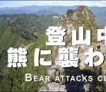 ours Une ourse attaque un grimpeur