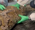 autopsie Un alligator dans le ventre d'un python