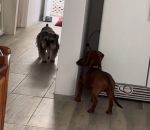 cuisine Deux chiens jouent à cache-cache