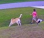 protection Un chien protège son jeune maitre d'un autre chien