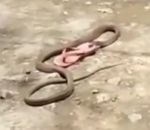 serpent Serpent voleur de tong