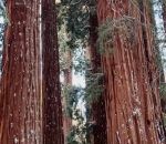 perspective Séquoias géants vs Humain