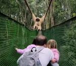 pont Une famille d'humains et un singe se croisent sur un pont 